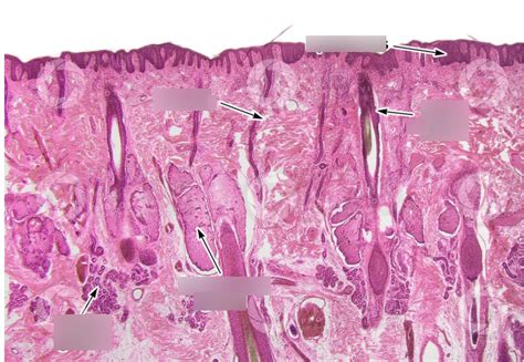 diagram  label  histology glands quizlet