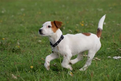 jack russell terrier razas de perros pequeños de pelo corto | Razas de ...