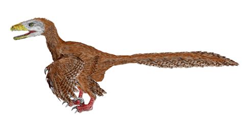 Deinonychus antirrhopus. Dinosauria, Saurischia, Theropoda, Dromaeosauridae. Auteurs : Nobu ...