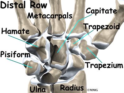 Wrist Anatomy | eOrthopod.com