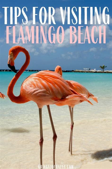 Here Are All The Best Tips For Visiting Flamingo Beach In Aruba Make