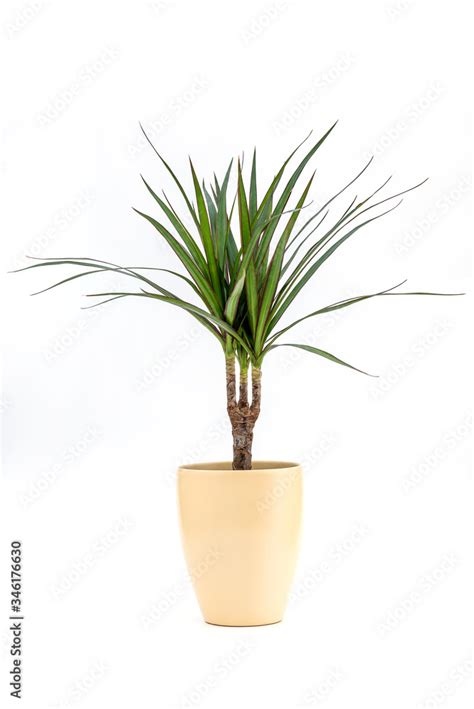 Dracena Marginata Or Dragon Tree Plant Houseplant In Flowerpot On