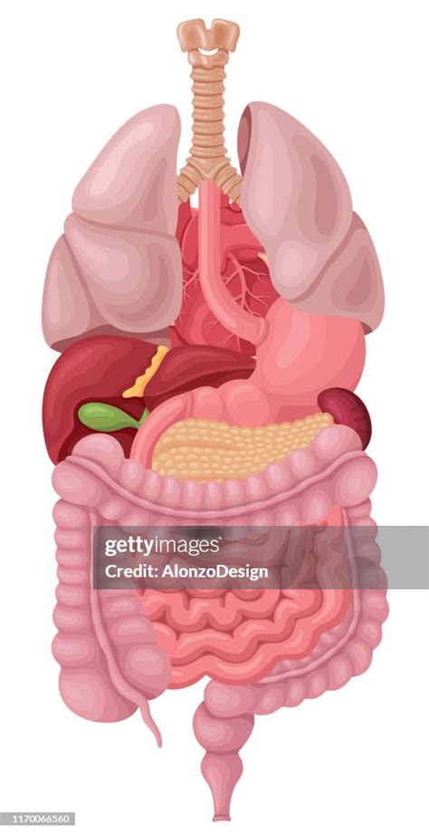 anatomy  human internal organs high res vector graphic getty images