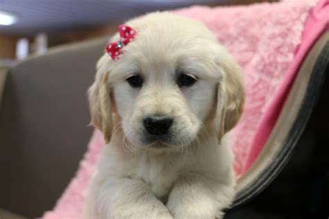 Golden Retriever Puppies Virginia Beach - Laura Lounsberry - Dog ...