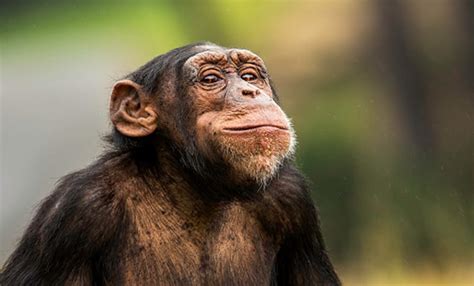 Chimpanzé Vive Quantos Anos - Ciclo de Vida do Chimpanzé: Quantos Anos Eles Vivem? | Mundo Ecologia