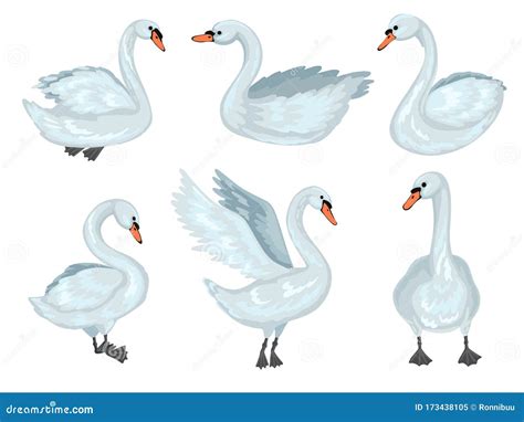 Cisne Em Diferentes Poses Cole O De Cisnes Cinzentas Ilustra O De