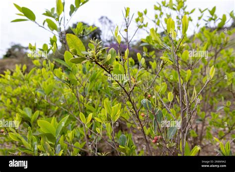 Cultivation of coca plants in the Bolivian Andes - traveling and ...