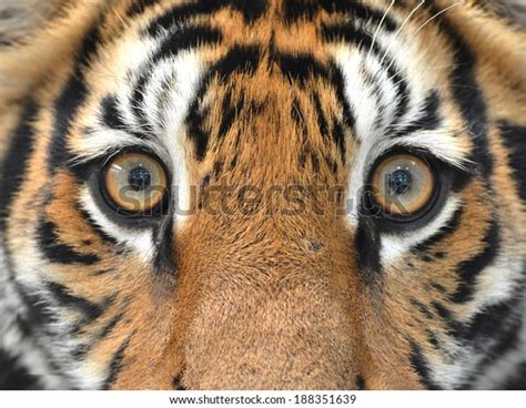 Close Bengal Tiger Eyes Stock Photo (Edit Now) 188351639