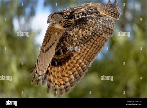 eagle owl flying Stock Photo - Alamy