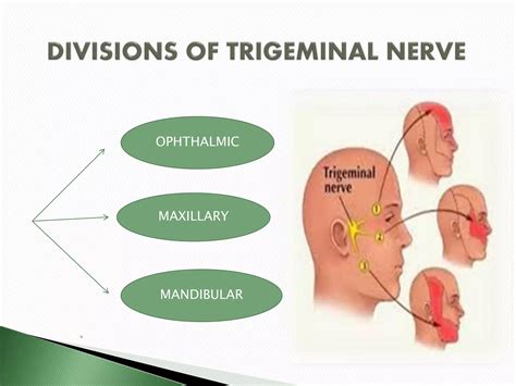 Trigeminal Nerve Ppt