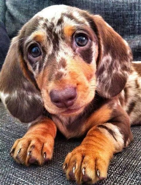 143 best images about Dapple Dachshunds on Pinterest | I want, Long hair and Minis