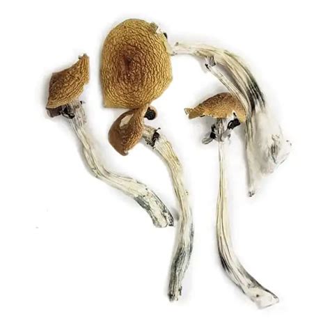 Buy Wavy Caps Mushrooms Oregon Psilocybe Cyanescens For Sale