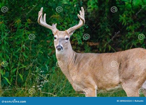 Whitetail Buck Deer with Velvet Antlers Stock Photo - Image of tail ...