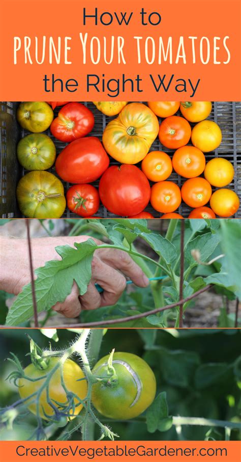 Here S A Quick Way To Prune Indeterminate Tomato Plants Staking