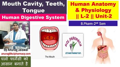 Digestive System L 2 Uni 2 Mouth Buccal Cavity Teeth And Tongue Youtube