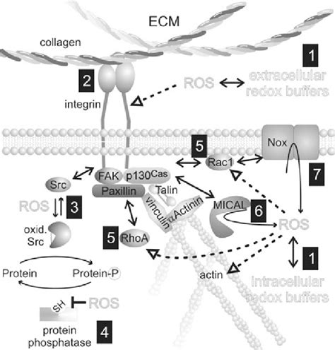 Redox Biological Aspects Of Cell Adhesion Integrins Are Key Molecules