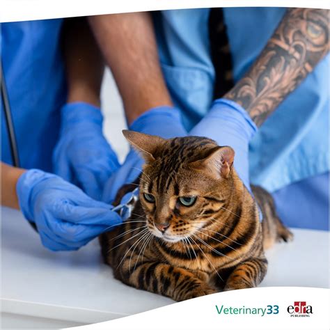 National Take Your Cat To The Vet Day Veterinary