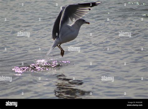 Bird In River Hi Res Stock Photography And Images Alamy