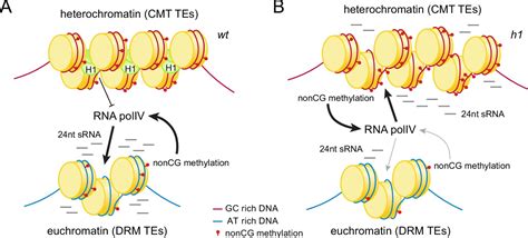 Figures And Data In Histone H Prevents Non Cg Methylation Mediated