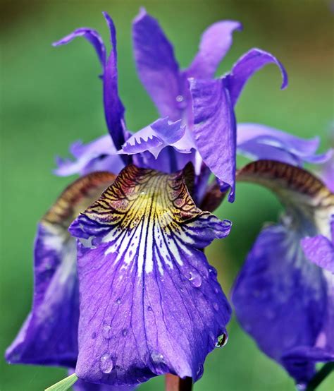 Iris Sword Lily Flower Free Photo On Pixabay Pixabay