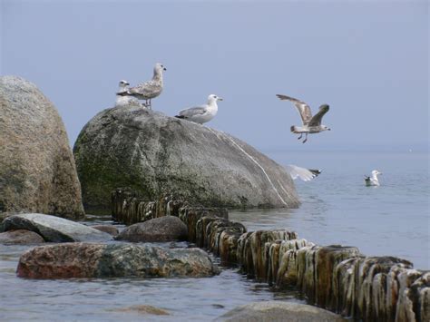 Kostenlose Foto Strand Meer K Ste Wasser Natur Rock Vogel