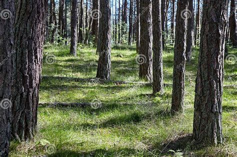 Rows Of Pine Trees In A Sunny Forest On A Clearing With Green Grass