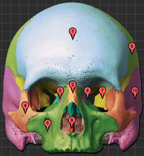 Anterior Skull Diagram Quizlet