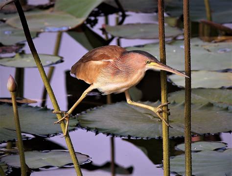 Yellow Bittern – Birds of Singapore