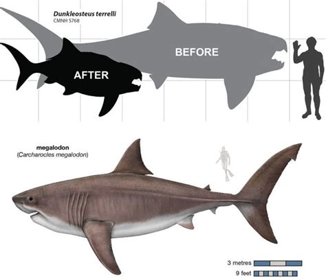 Prehistoric Battle: Dunkleosteus VS Megalodon - Xdinosaurs