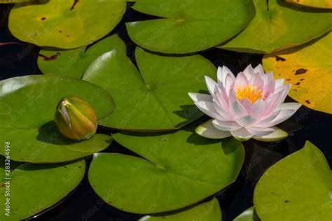 Waterlily White Water Lily The National Flower Of Bangladesh Stock