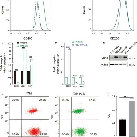 Prostaglandin E3 Suppresses TAM Polarization And Enhances The