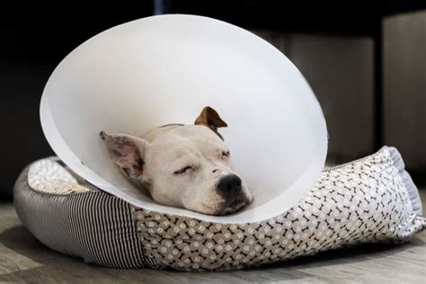 What To Expect From Your Dog's Ear Hematoma Surgery | Tucson Vets