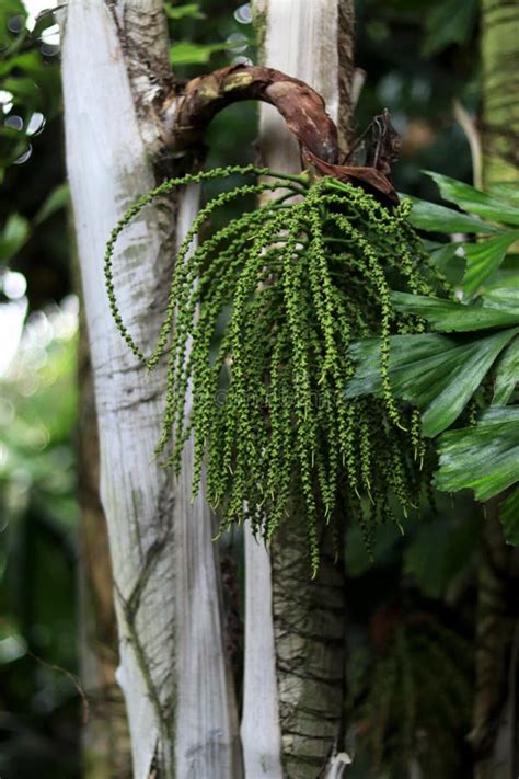 Caryota Obtusa Tropical Palm The Flower Of Fishtail Palm Tree Stock