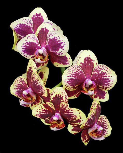 Purple And Yellow Orchid 4 Photograph By Rudy Umans Fine Art America