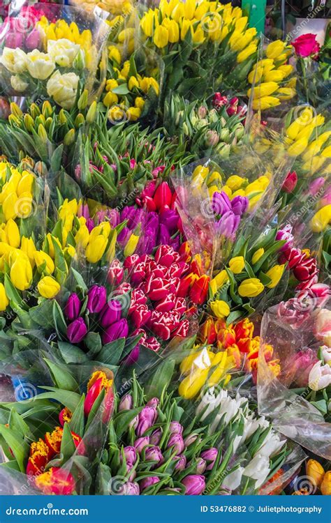 Tulips Fresh Flowers Bunches of Tulips for Sale Stock Photo - Image of street, fresh: 53476882