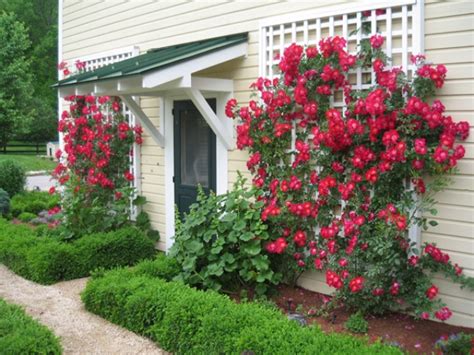 Grow Climbing Roses Add Beauty And Style To Your Garden Site For