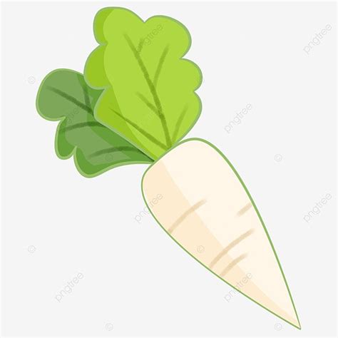 Radishes Png Image White Radish Food Plant Cartoon Hand Painted