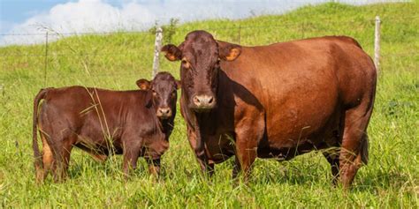 Qual O Cruzamento Ideal Para F Meas F De Touro Bonsmara E Vaca