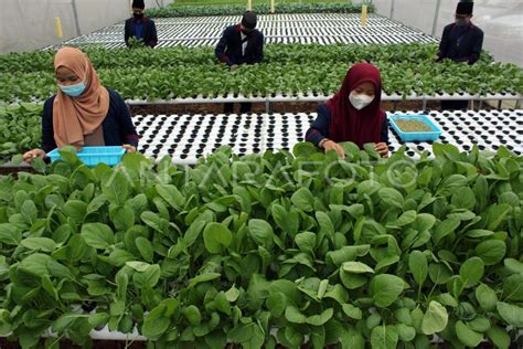 Pertanian Hidroponik Di Pesantren Antara Foto