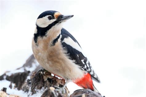 NABU ruft zur Vogelzählung auf Stunde der Wintervögel vom 6 bis 9