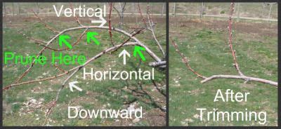 Pruning Peach Trees With Simple Instructions And Pictures Pruning