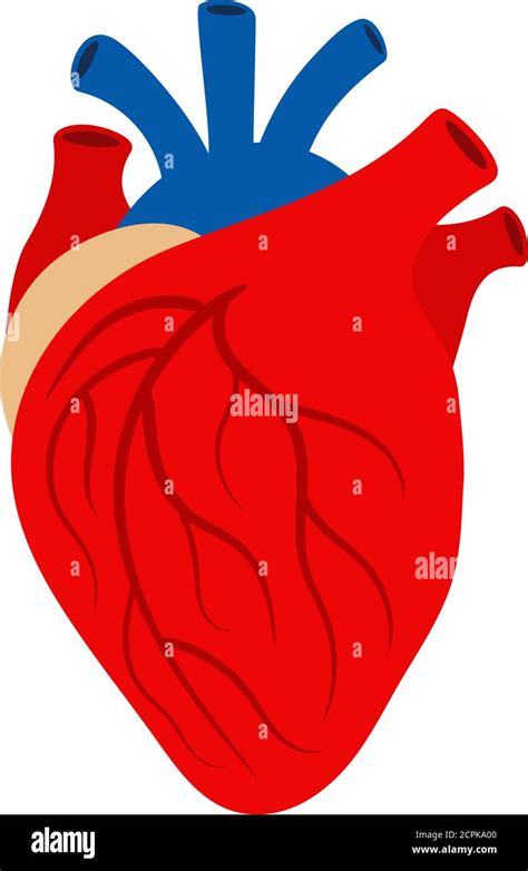 Órgano Del Corazón Humano Aislado Sobre Fondo Blanco Vector órgano Del