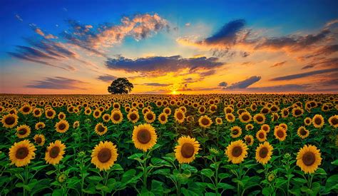 Campo De Girasoles Verano Girasoles Floreciente Cielo Hermoso