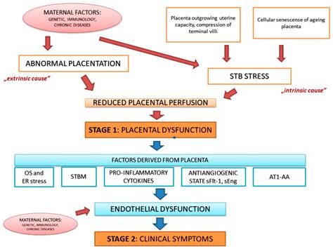 Ijms Free Full Text Insight Into The Key Points Of Preeclampsia