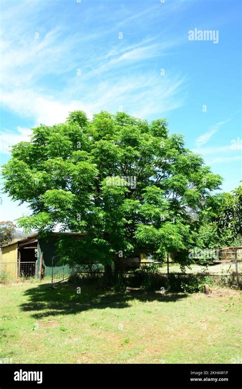 White Cedar Tree In Spring Melia Azedarach Stock Photo Alamy