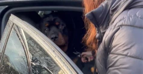 Il Rottweiler Si Rifiuta Di Scendere Dall Auto Per Un Motivo Che Vi