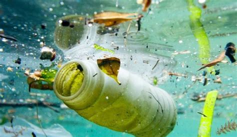 Il Pesce Che Mangiamo A Base Di Plastica In Terris