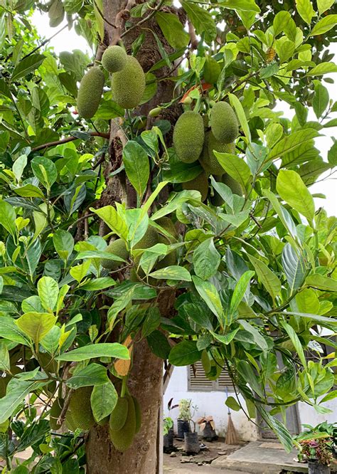 Artocarpus Heterophyllus Lam - ⭐ 🔴 Artocarpus heterophyllus - The Herb Shed