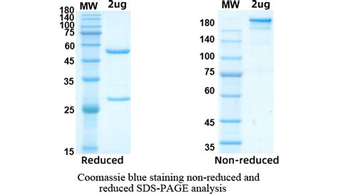 Buy Codrituzumab Biosimilar Anti Gpc3 Mab Research Grade Online