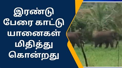 கிருஷ்ணகிரி காட்டு யானைகள் அட்டூழியம் 2 பேர் உயிரிழப்பு Video Dailymotion